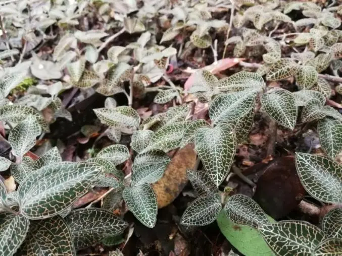 Na-unlock ng mga Chinese Scientist sa Wuhan ang Anoectochilus Roxburghii Pagkatapos ng 20 Taon ng Pananaliksik at Matagumpay na Nakabuo ng Class 1 Innovative Investigational Drug
