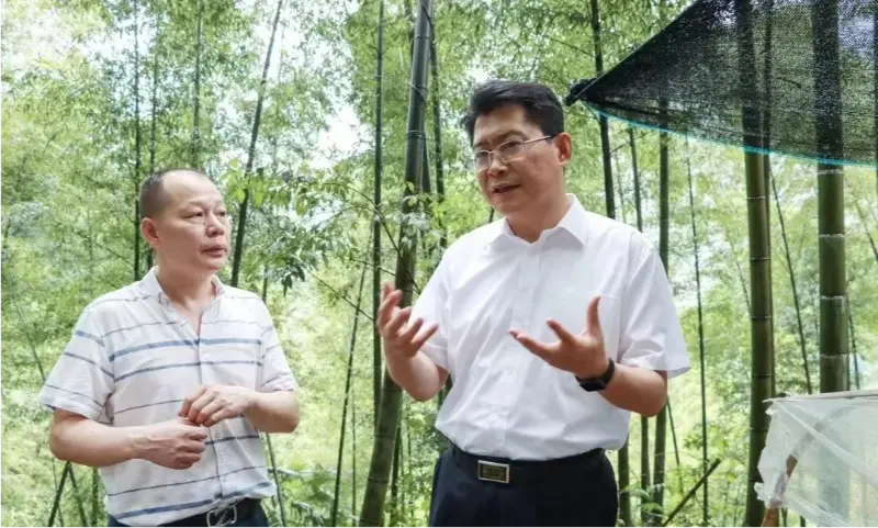 Si Liu Shuo, Kalihim ng Pingxiang Municipal Party Committee, ay nag-inspeksyon sa Anoectochilus planting base