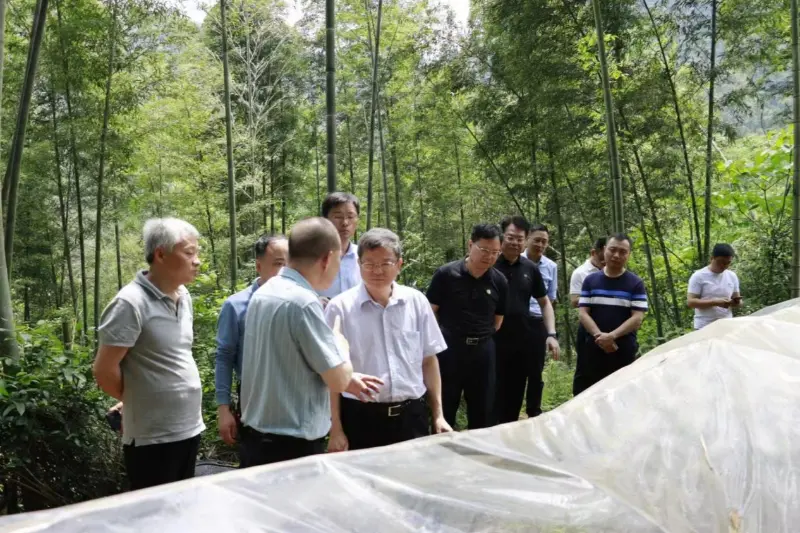 Si Liu Shuren, Direktor ng Development and Reform Department ng National Forestry and Grassland Administration, ay nag-iimbestiga sa base ng pagtatanim ng Anxin Shibawan Anoectochilus