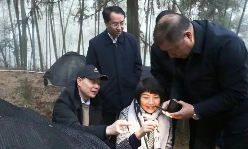 Si Lu Xiaoqing, dating Chairman ng Jiangzhong Pharmaceutical at Kasalukuyang Miyembro ng Standing Committee ng Jiangxi Provincial Party Committee at Direktor ng Publicity Department, Inspeksyon ang Ating Planting Base