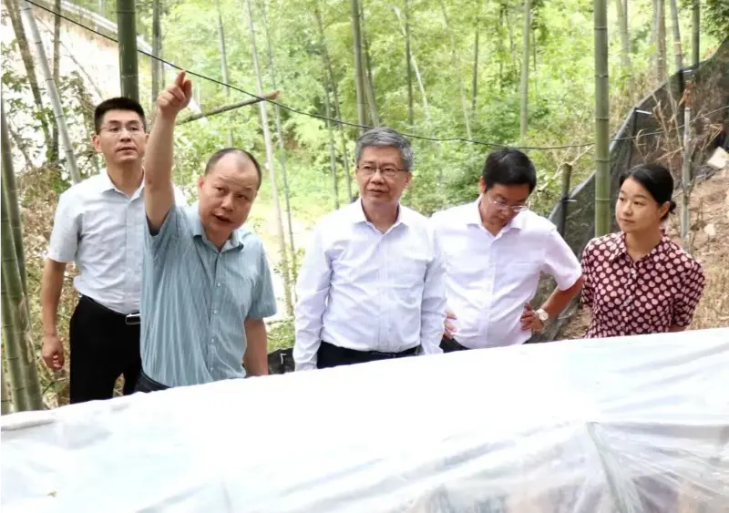 Si Liu Hongning, Dean ng Advanced Research Institute ng Jiangxi University of Traditional Chinese Medicine at dating Party Secretary ng unibersidad, ay namumuno sa provincial expert group para sa komprehensibong reporma ng tradisyunal na Chinese medicine sa Jiangxi upang magsagawa ng pananaliksik sa aming Anoectochilus base Si Liu Hongning, Dean ng Advanced Research Institute ng Jiangxi University of Traditional Chinese Medicine at dating Party Secretary ng unibersidad, ay namumuno sa provincial expert group para sa komprehensibong reporma ng tradisyunal na Chinese medicine sa Jiangxi upang magsagawa ng pananaliksik sa aming Anoectochilus base