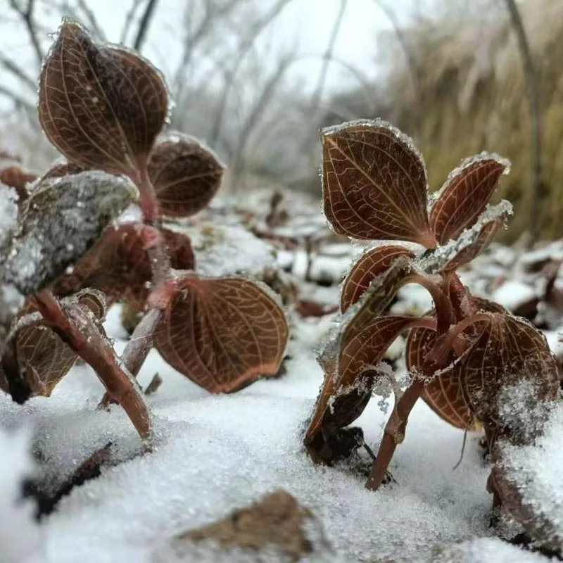 Organically cultivated Premium Dried Anoectochilus Roxburghii
